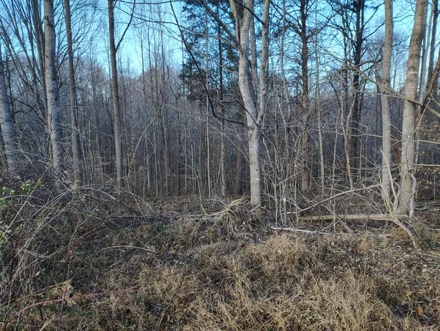 a view of patio and yard