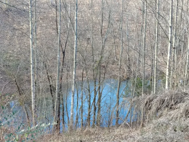 a view of a yard with a tree