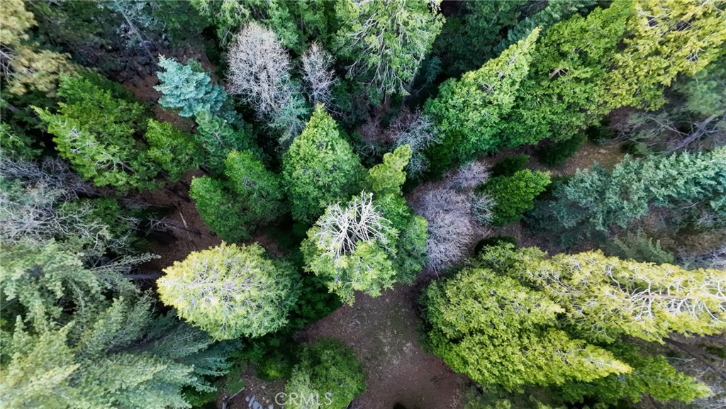 246 Cedar Ridge Drive Lake Arrowhead, CA 92352 - Photo 6 of 10 a view of a garden with lots of green space