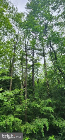 a forest view with lots of trees