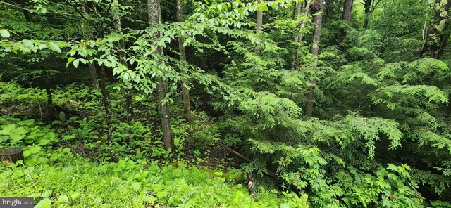 a view of a lush green forest