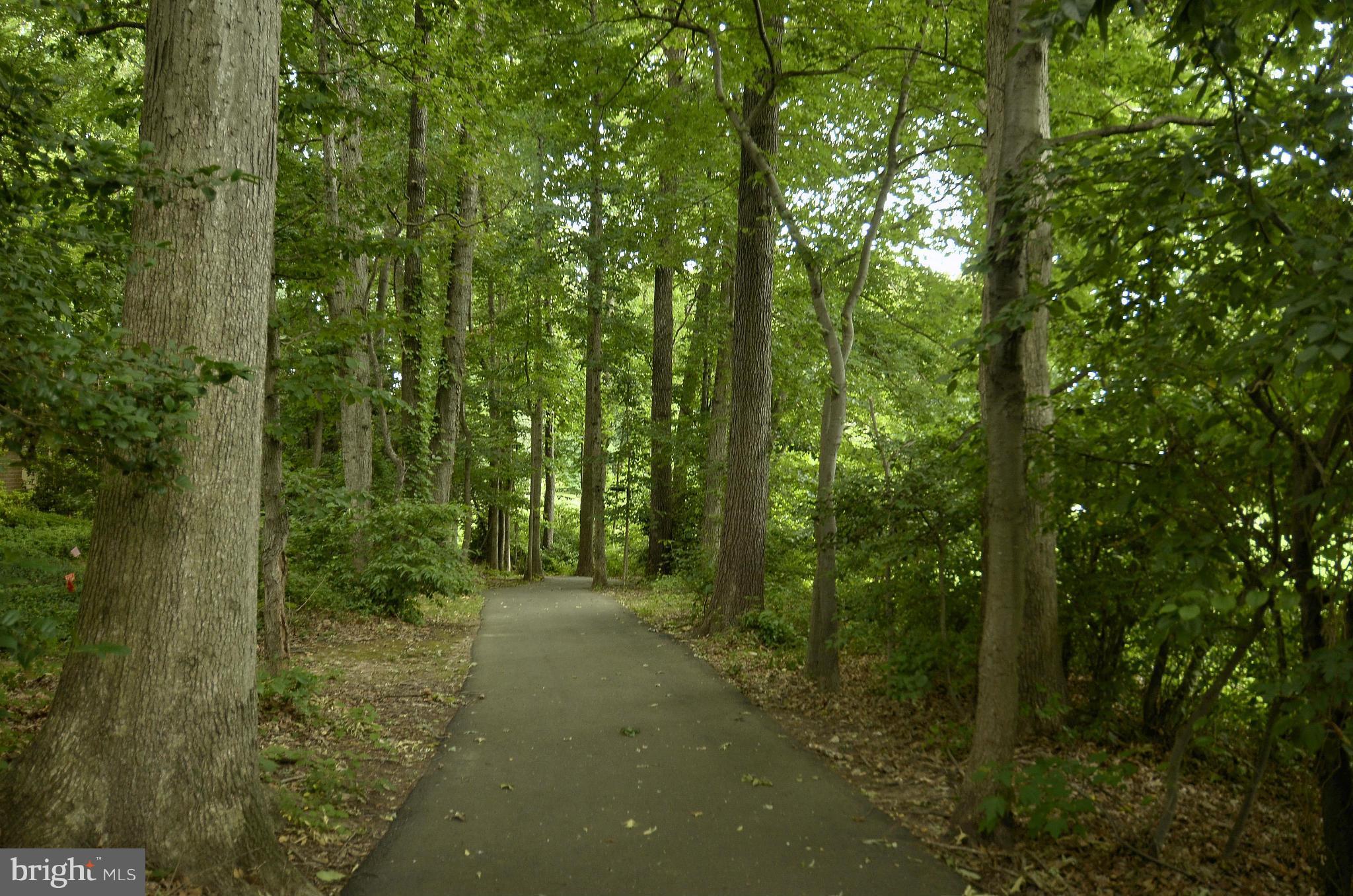 11706 Indian Ridge Road Reston, VA 20191 - Photo 27 of 30 a view of a forest filled with trees