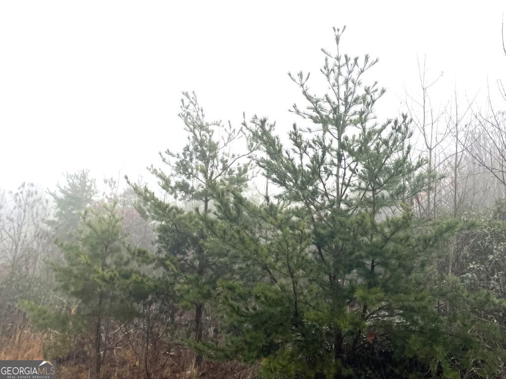 0 Fox Mountain Road Statesville, NC 28625 - Photo 5 of 12 a view of a forest with a tree in the background