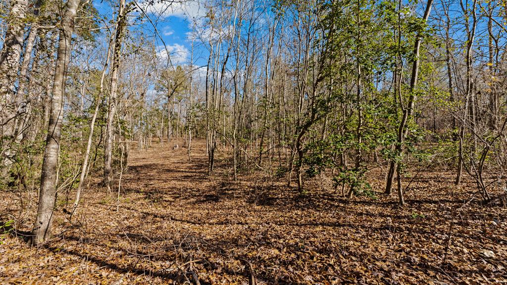 606 Herman Bell Road Mauk, GA 31058 - Photo 40 of 59 Gallery Image 40