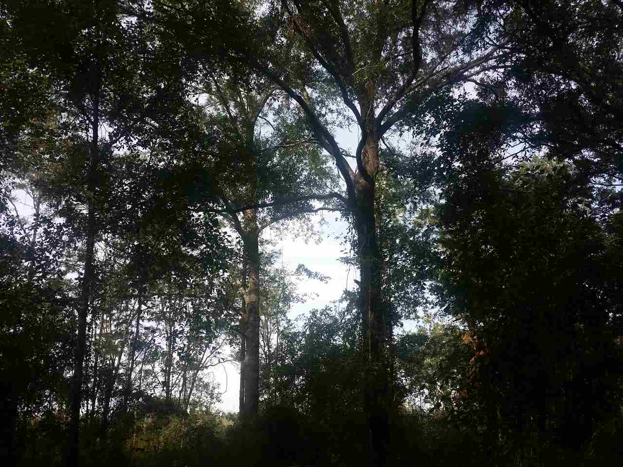 1-acre 1-acre James Road Perry, FL 32347 - Photo 6 of 12
