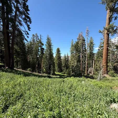 a view of outdoor space and trees