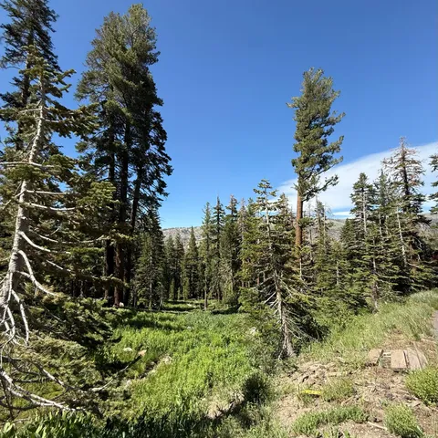 a view of a yard with a tree