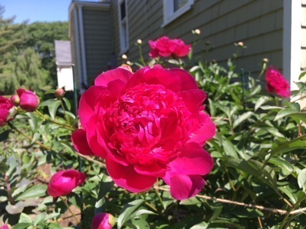 312 Red Acre Road Stow, MA 01775 - Photo 27 of 28