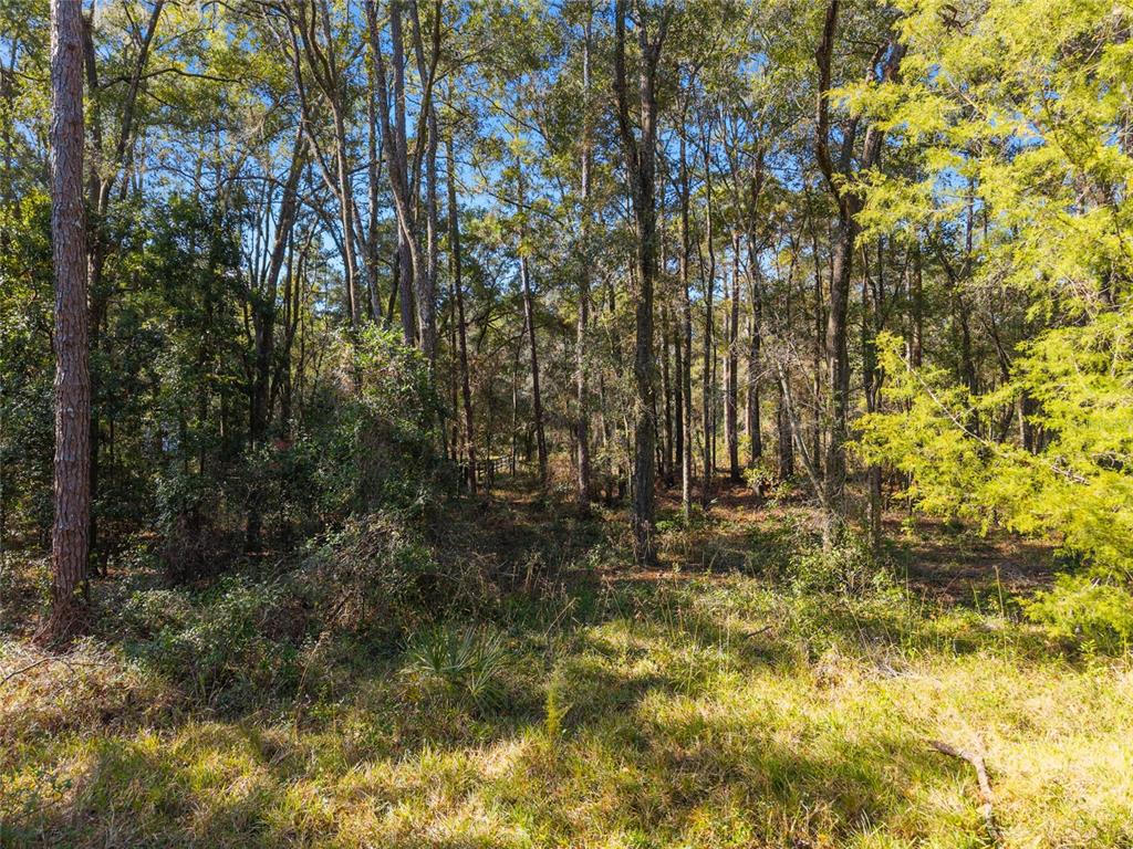 18124 Southwest 75 Avenue Archer, FL 32618 - Photo 27 of 52 a view of yard