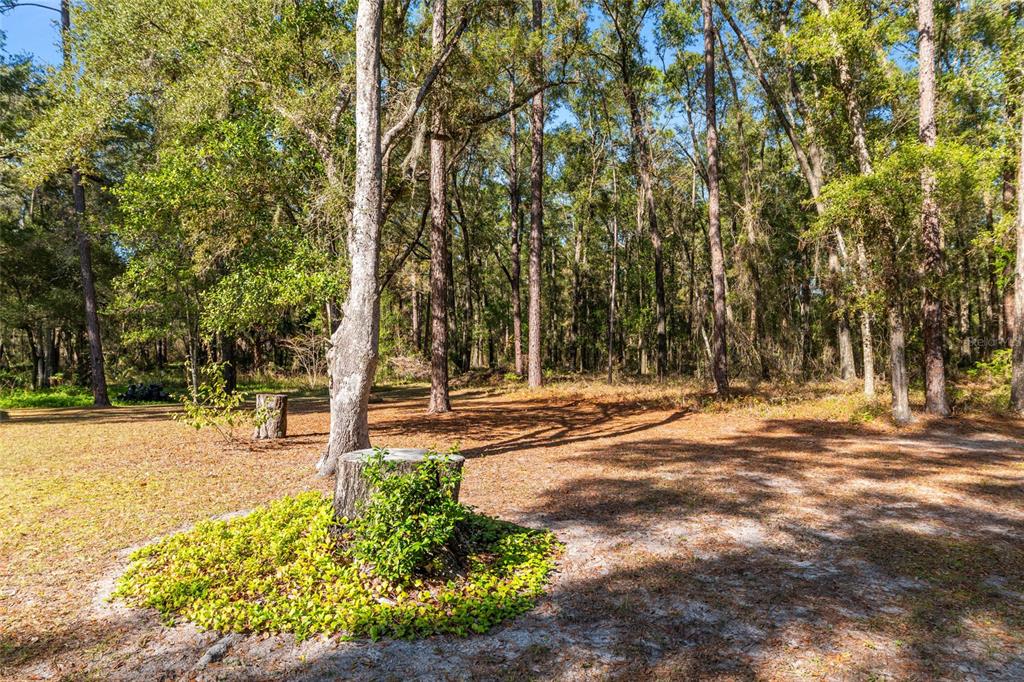 18124 Southwest 75 Avenue Archer, FL 32618 - Photo 30 of 52 a view of a yard with plants and trees