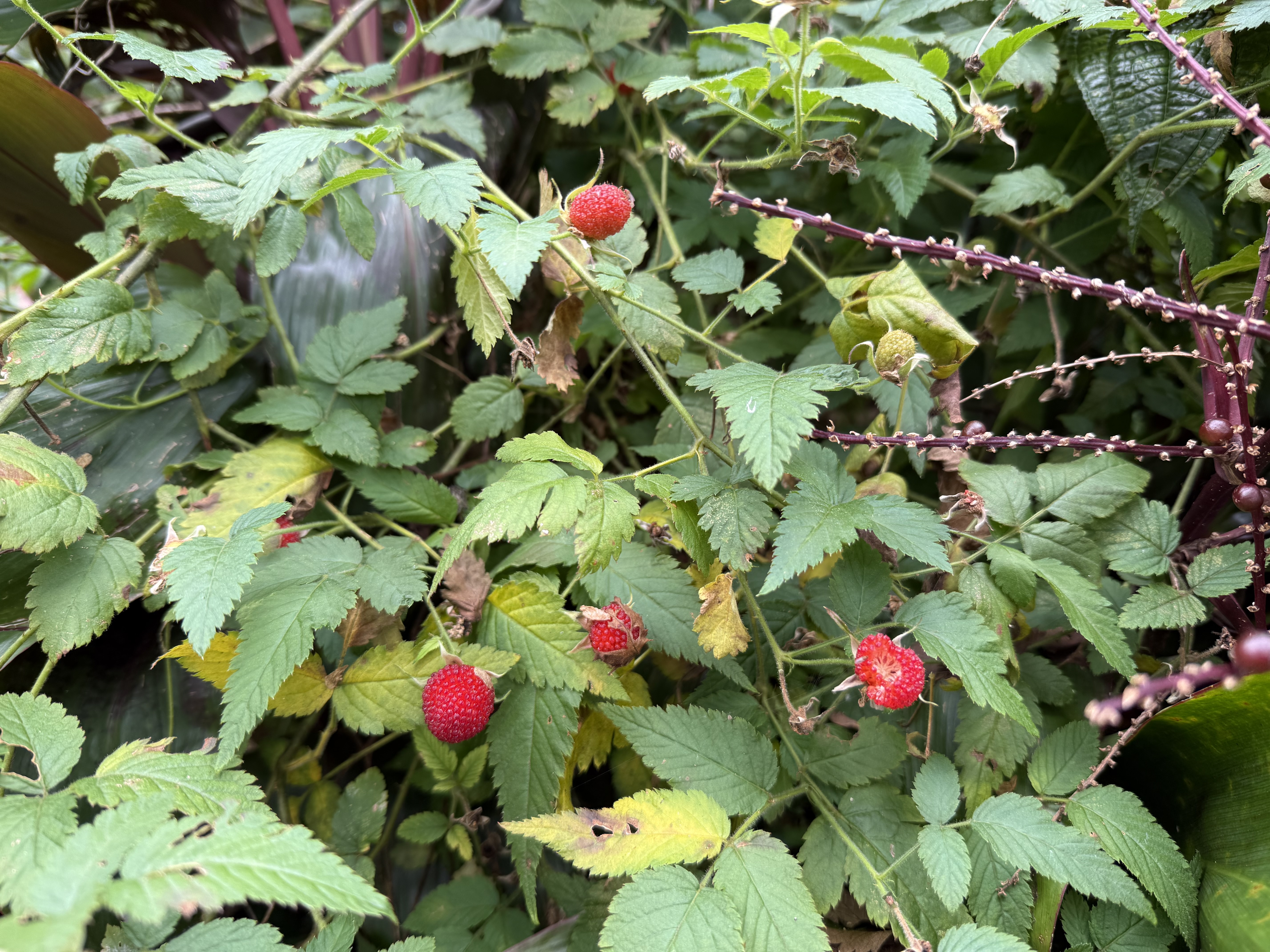 2818 Kamookoa Road, Unit 3 Kilauea, HI 96754 - Photo 16 of 16