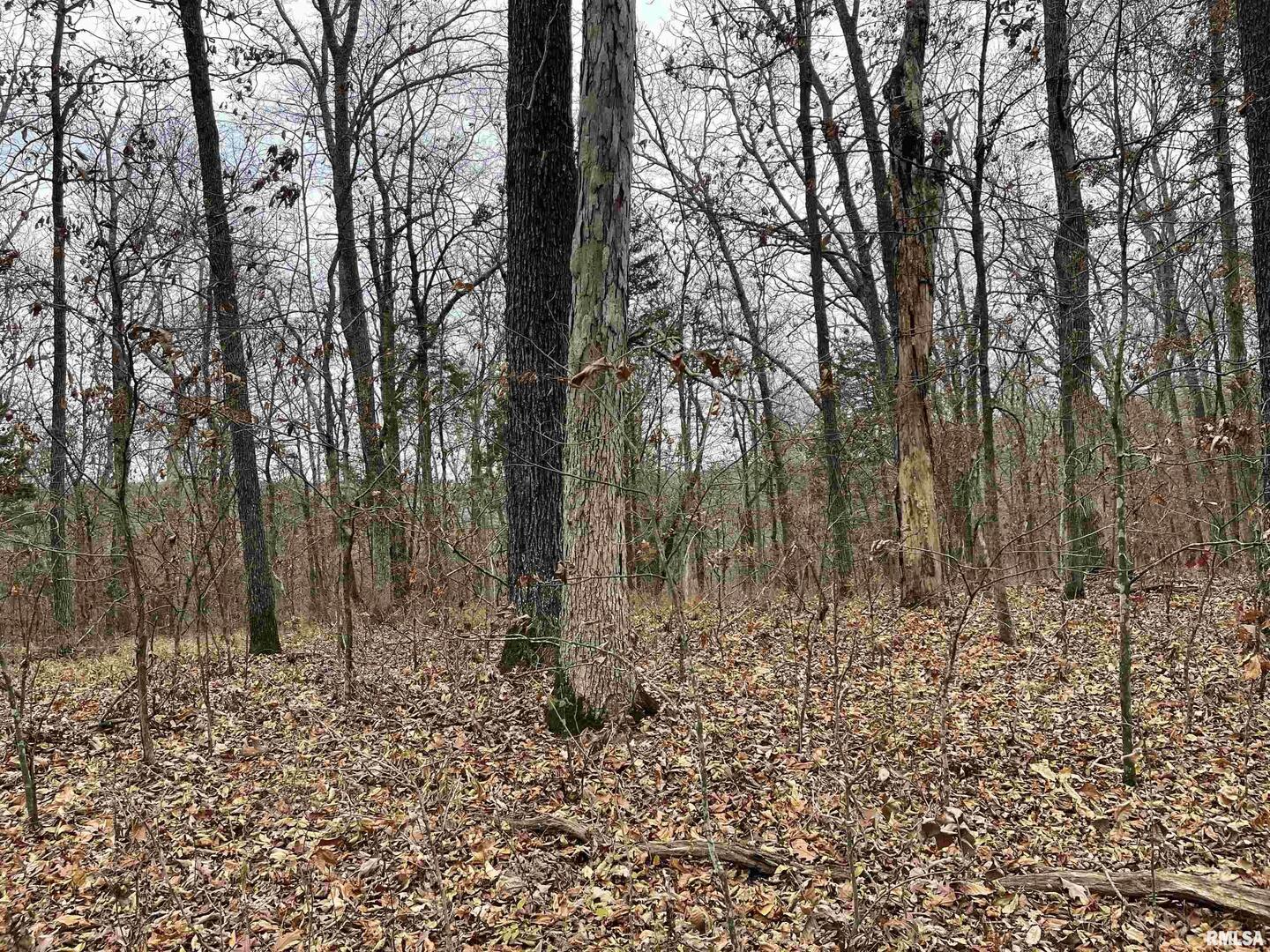 0 Ragan Road Eddyville, IL 62928 - Photo 11 of 16 a view of a yard with trees
