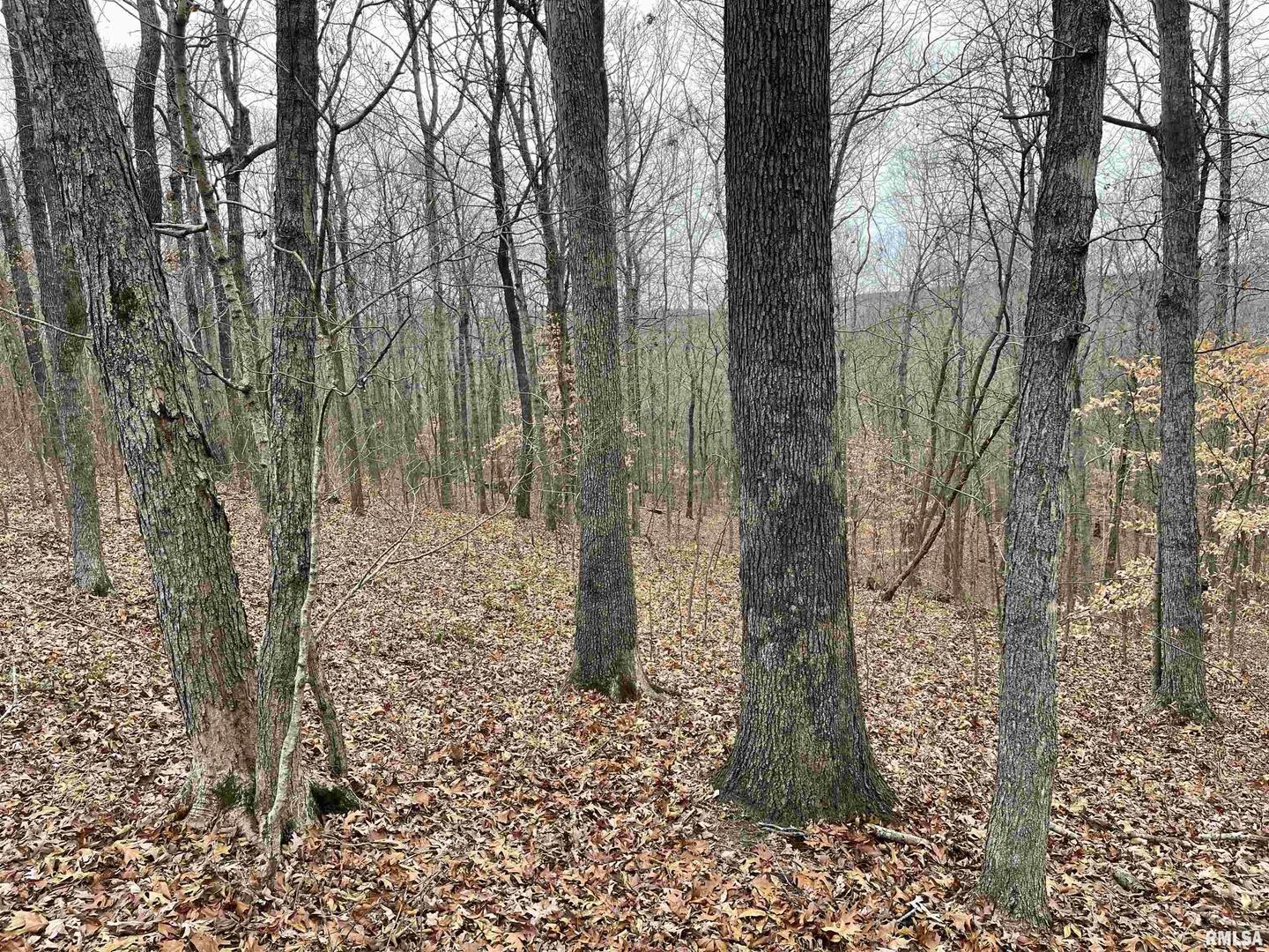 0 Ragan Road Eddyville, IL 62928 - Photo 12 of 16 a view of a forest filled with trees