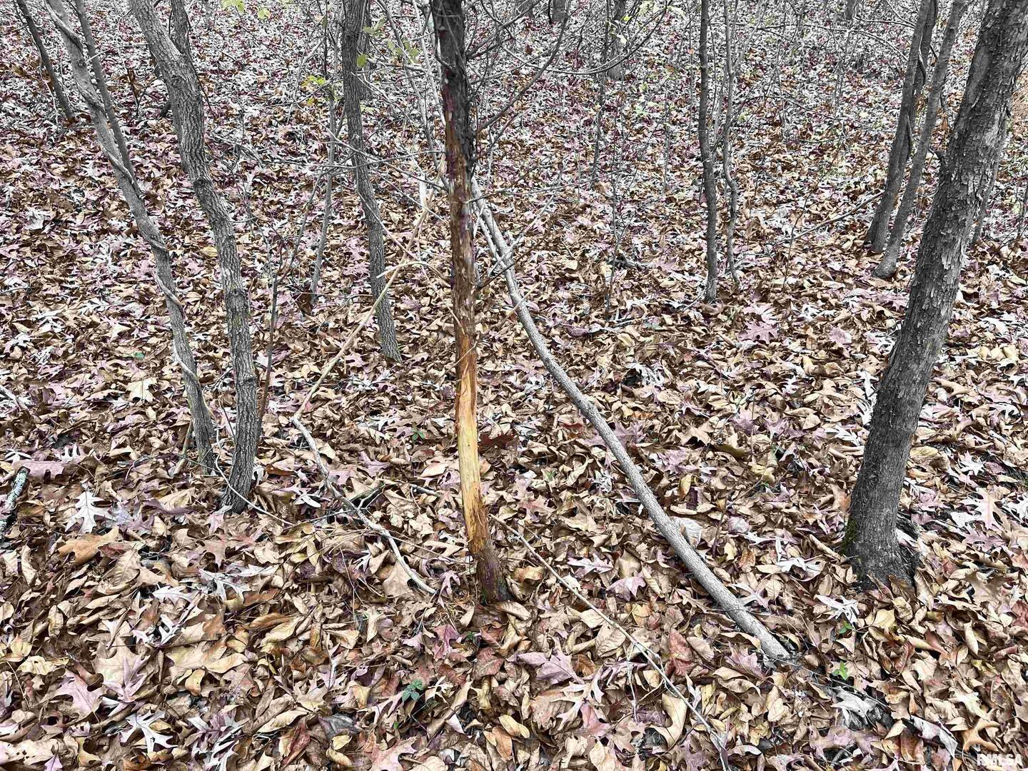 0 Ragan Road Eddyville, IL 62928 - Photo 13 of 16 a view of a yard