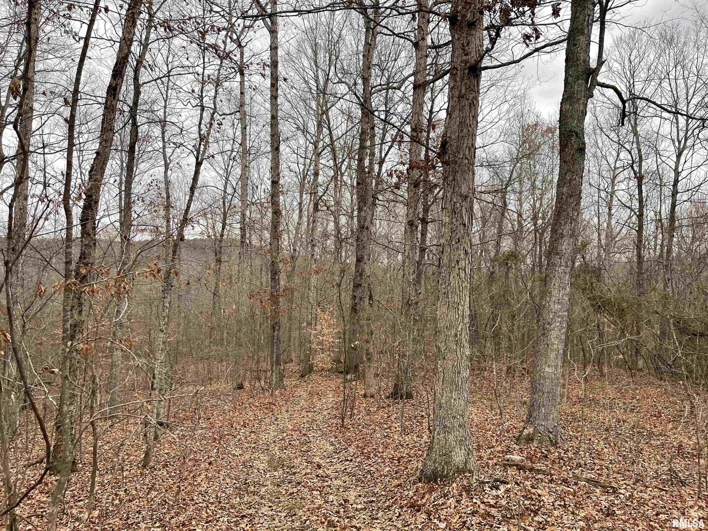 0 Ragan Road Eddyville, IL 62928 - Photo 5 of 16 a view of a yard with lots of trees