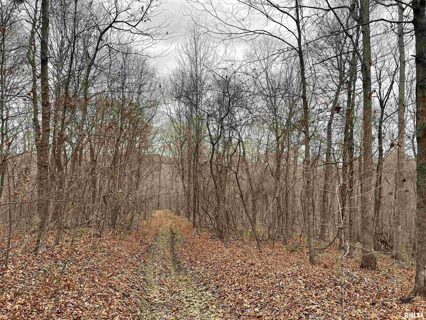 0 Ragan Road Eddyville, IL 62928 - Photo 6 of 16 a view of a yard with large trees