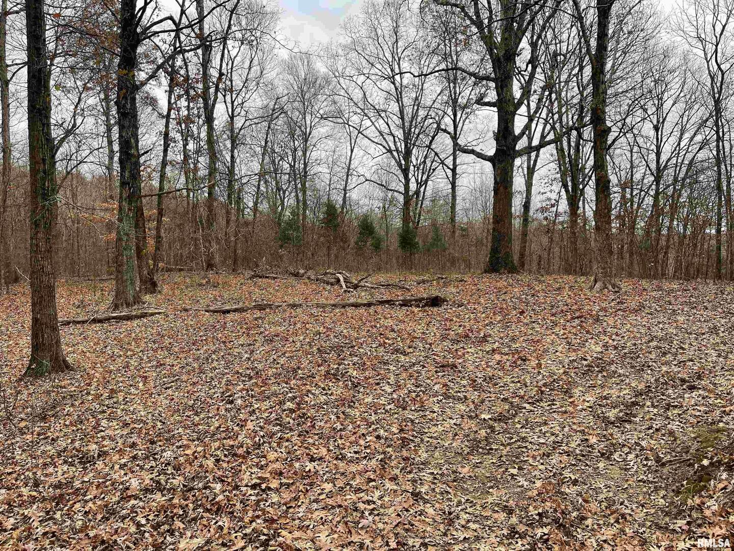 0 Ragan Road Eddyville, IL 62928 - Photo 7 of 16 a view of outdoor space with trees
