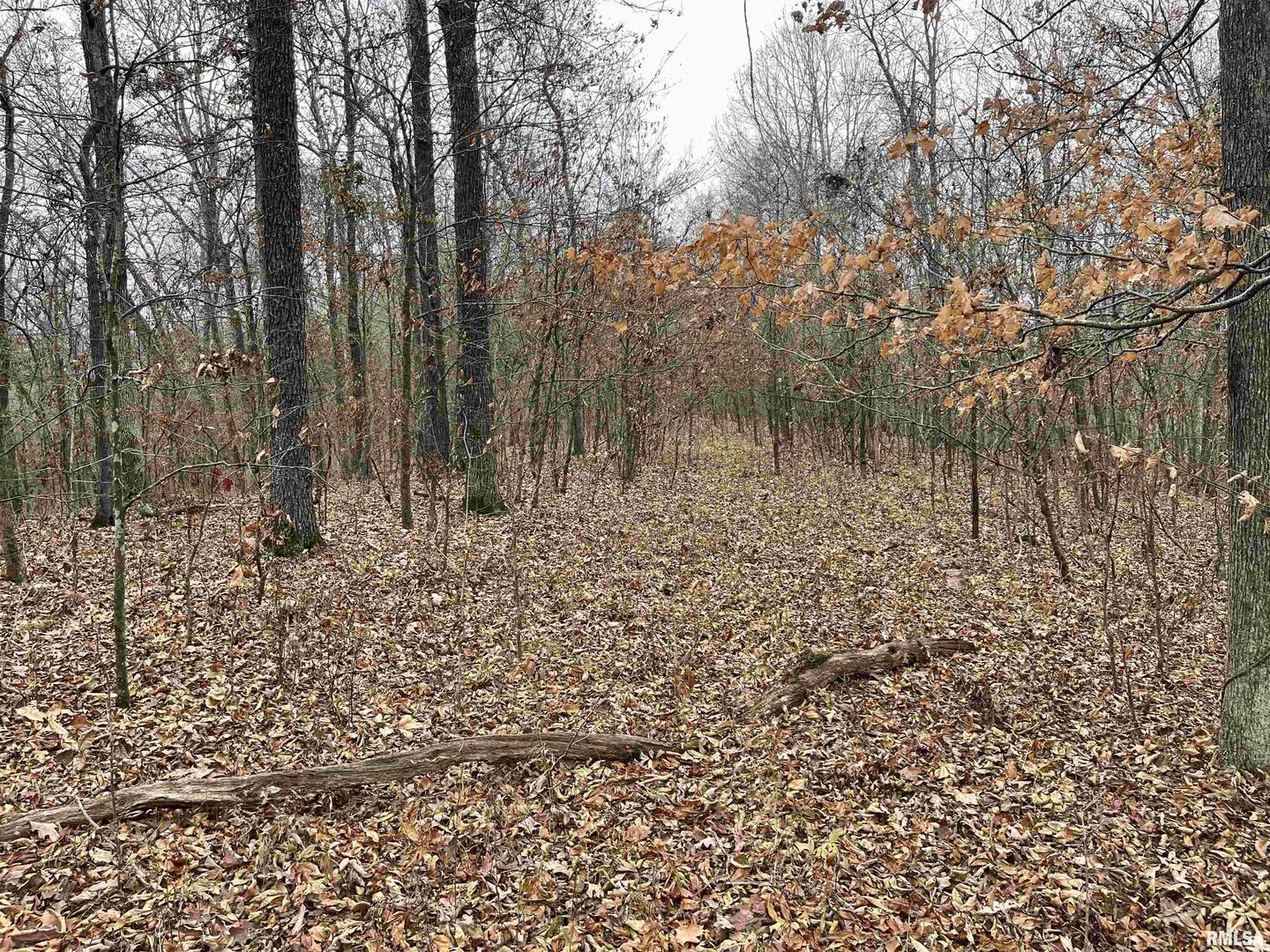 0 Ragan Road Eddyville, IL 62928 - Photo 10 of 16 a view of yard