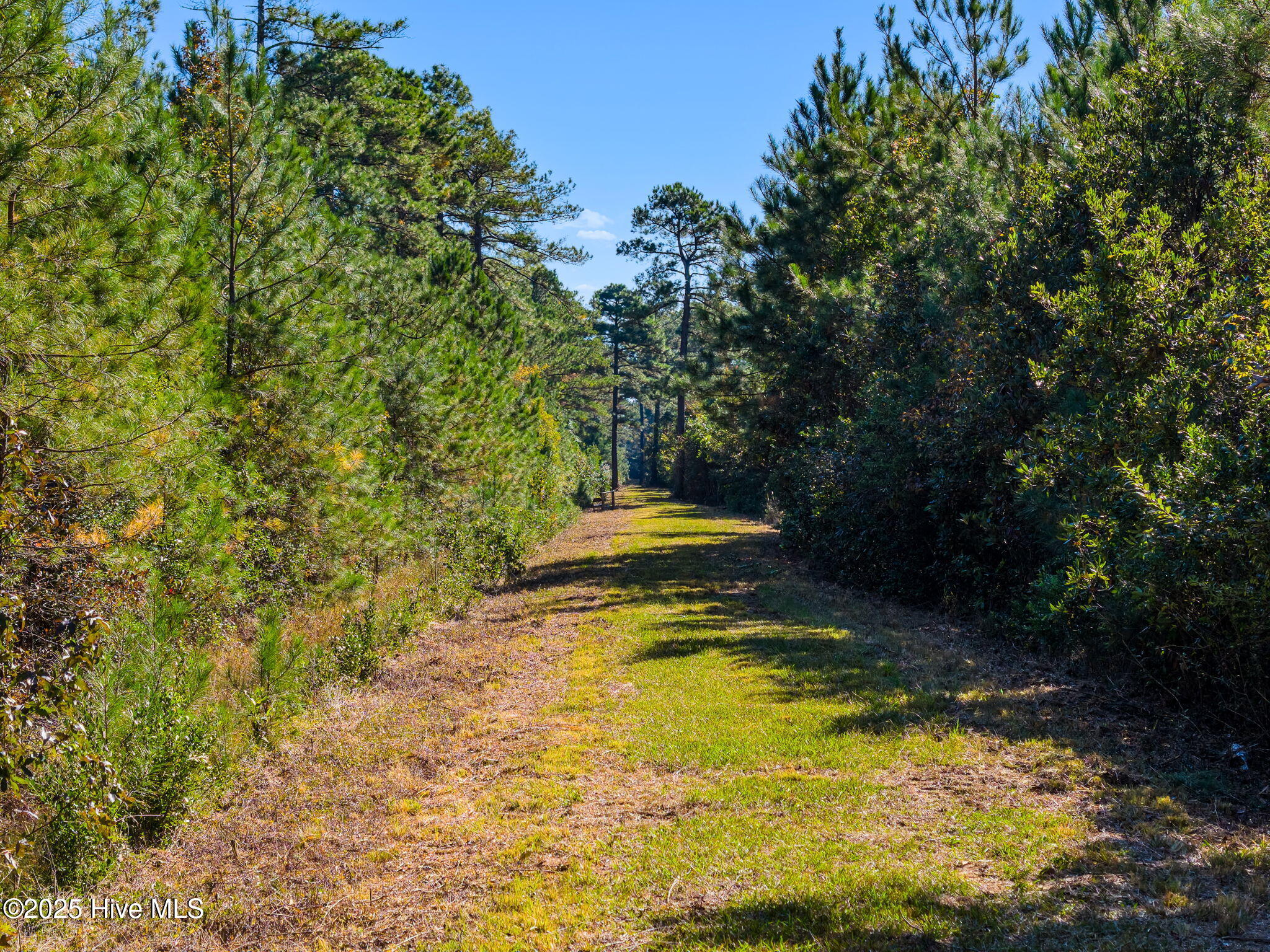 2580 Ash Little River Road Northwest Ash, NC 28420 - Photo 31 of 33 Lane running down the left side of the property