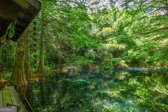 a view of a lush green forest