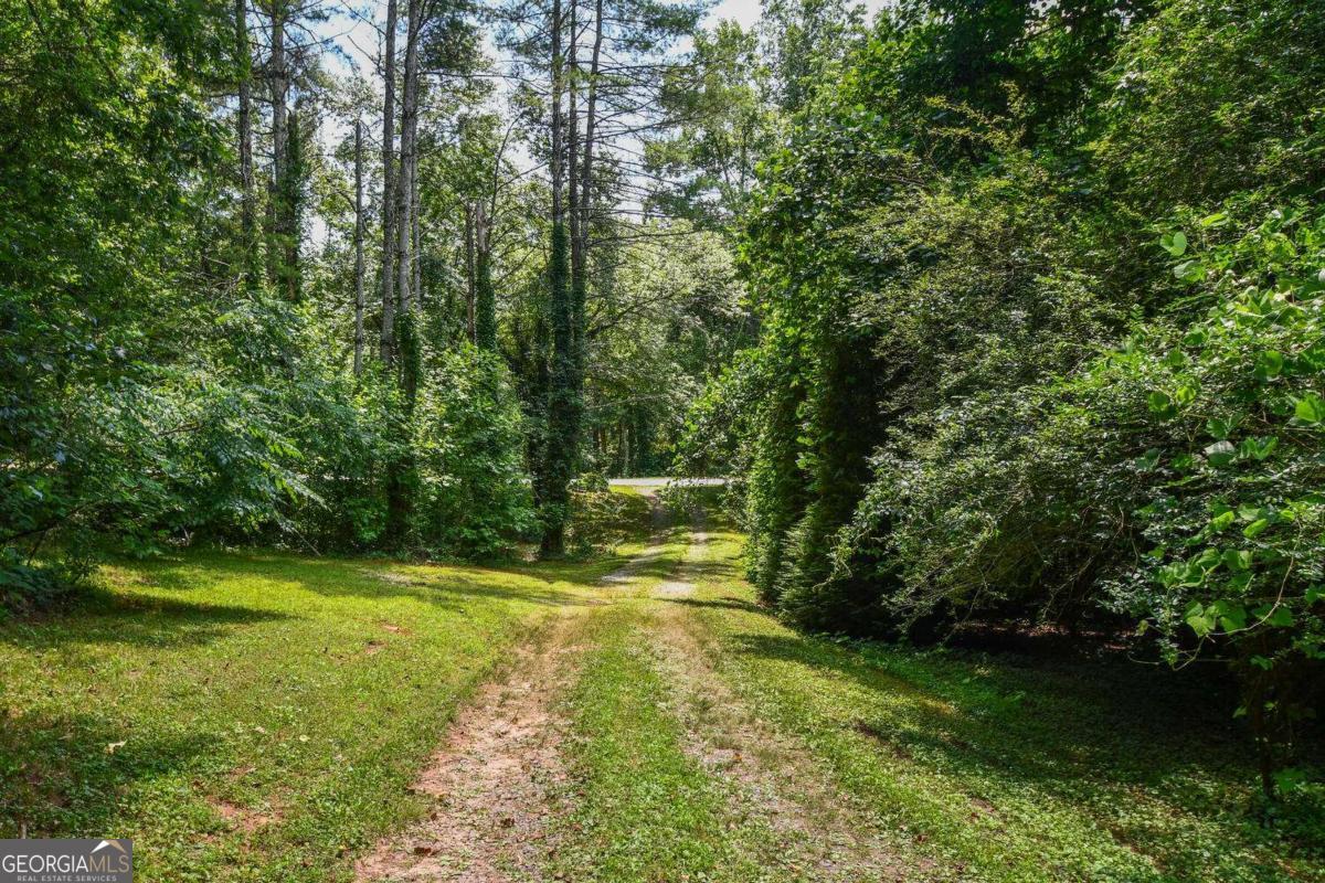 501 The Orchard Road Clarkesville, GA 30523 - Photo 3 of 20 a view of a trees in a yard
