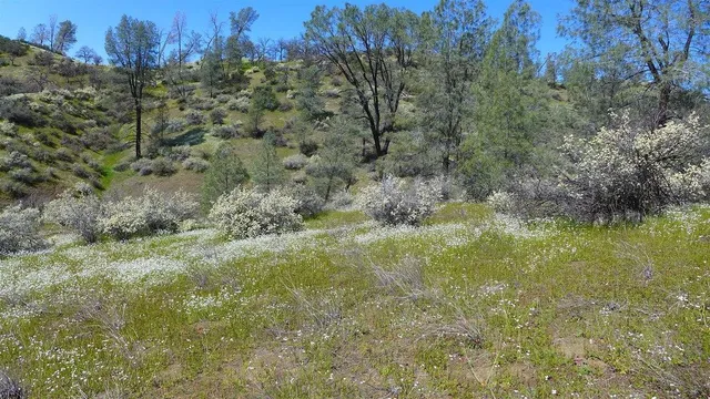 a view of a yard with a tree