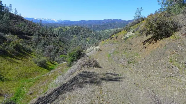 a view of a forest with a forest