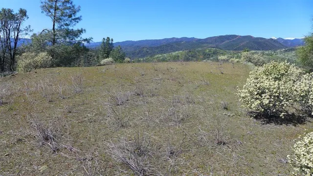 a view of a yard with a tree