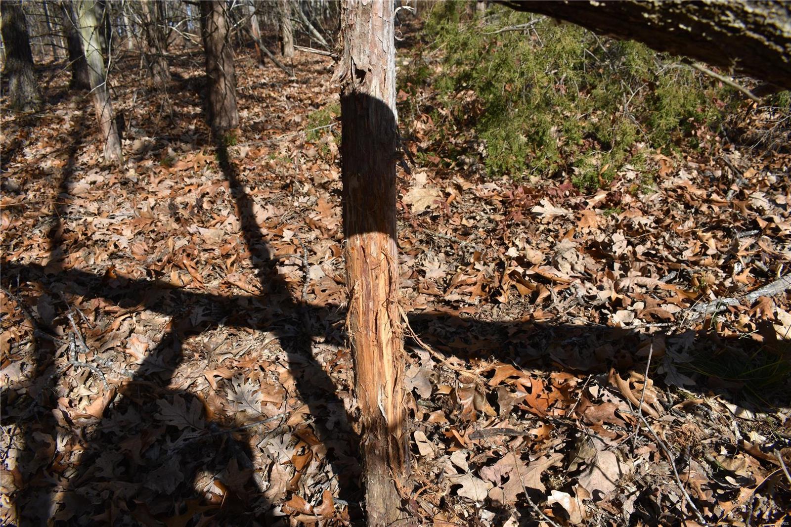 0 County Road 1117 Madison, MO 65263 - Photo 3 of 3