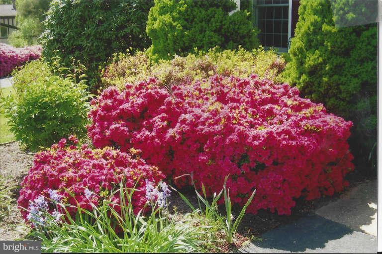 1904 Ednor Road Silver Spring, MD 20905 - Photo 25 of 30 a front view of a house with lots of flower and flowers