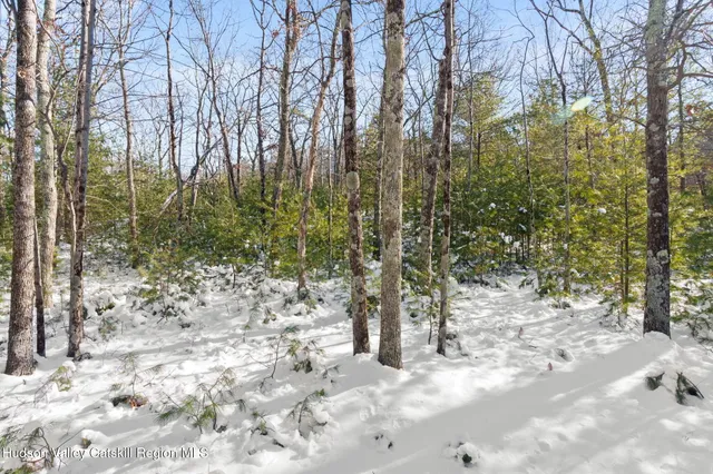 a view of trees and tree