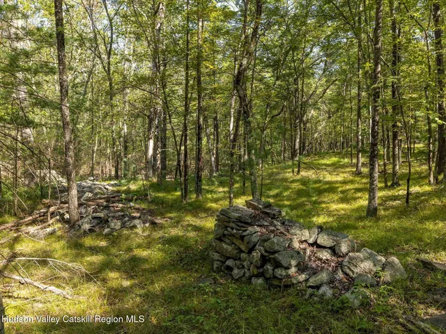 a view of a yard with plants and large trees
