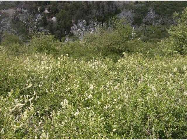 5387 Acorn Patch Road Julian, CA 92036 - Photo 5 of 8