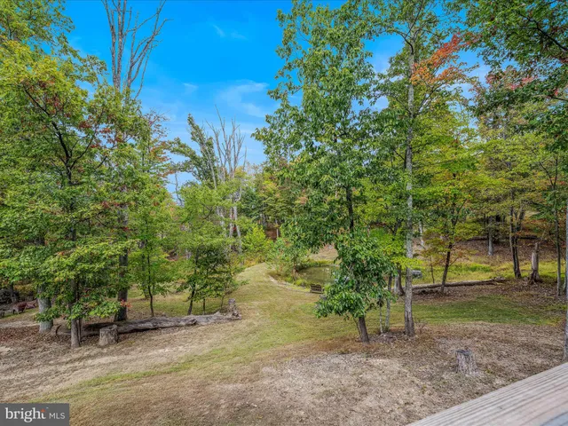 a view of a yard with plants and trees