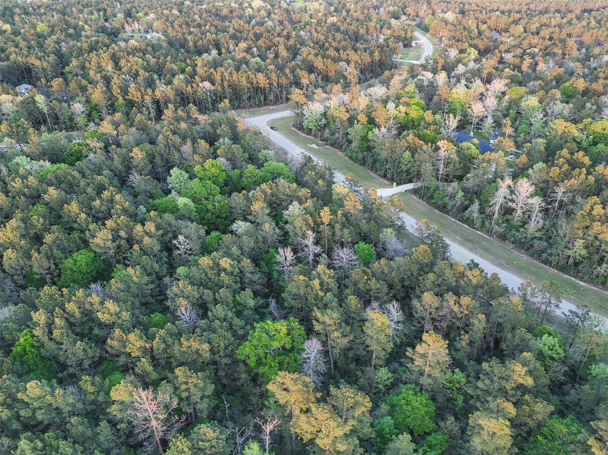 15537 Red Hawk Road Willis, TX 77378 - Photo 11 of 31 a view of a forest with a tree