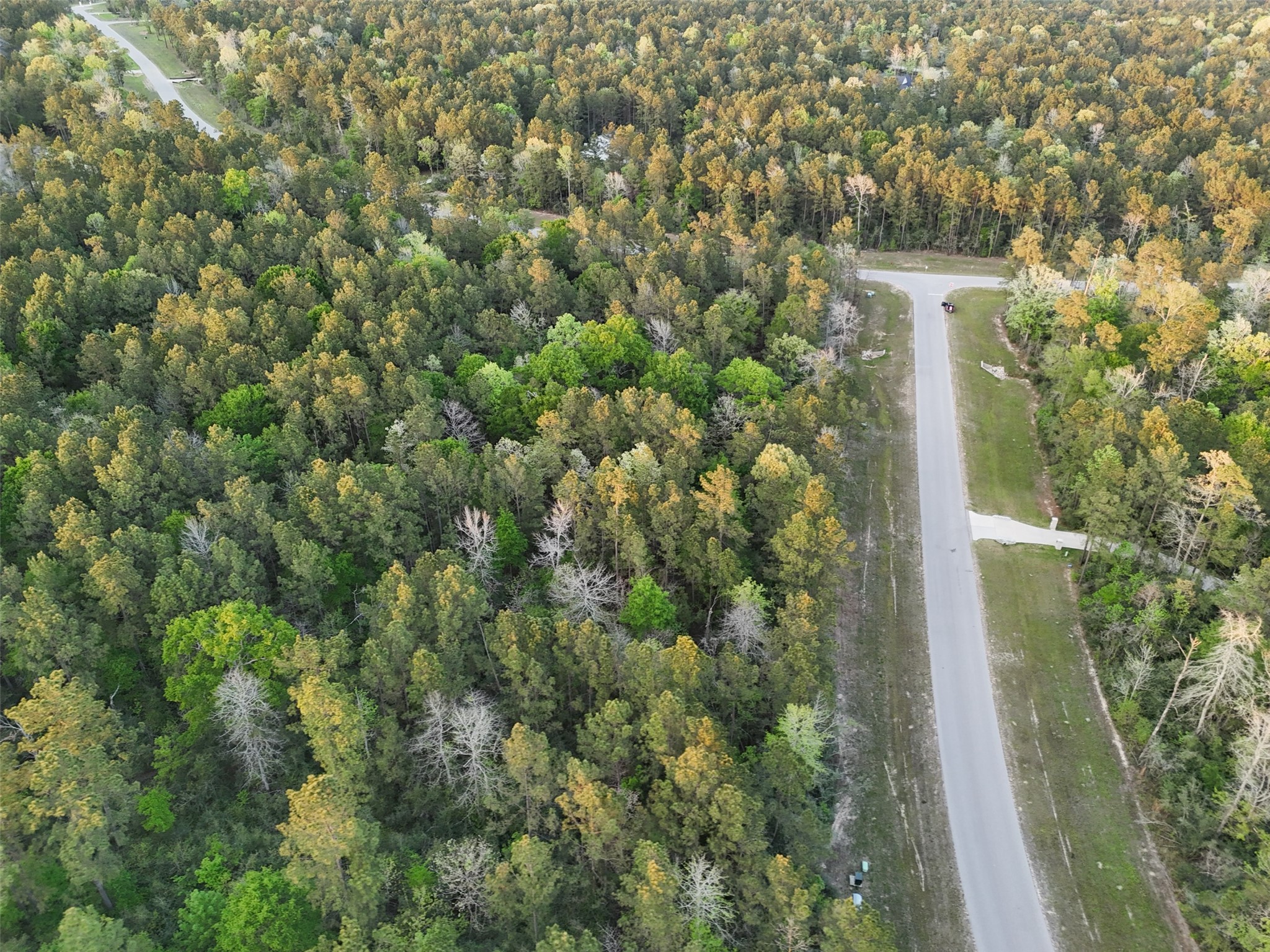 15537 Red Hawk Road Willis, TX 77378 - Photo 15 of 31 view of a yard with plants and large trees