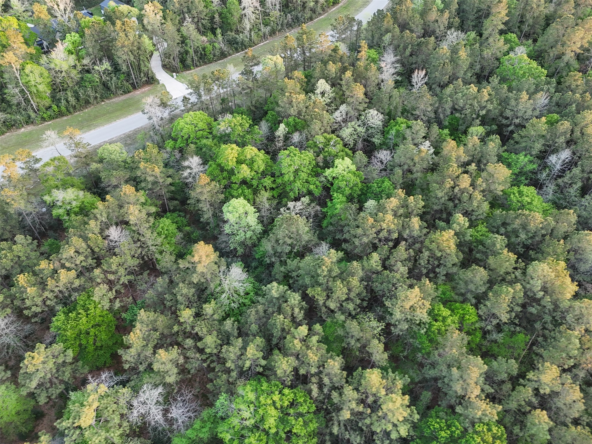 15537 Red Hawk Road Willis, TX 77378 - Photo 2 of 31 a view of a forest with a tree