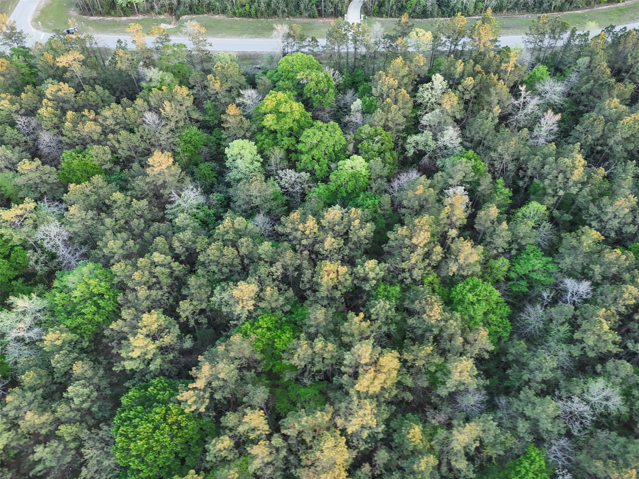 15537 Red Hawk Road Willis, TX 77378 - Photo 3 of 31 an aerial view of residential houses with outdoor space and trees
