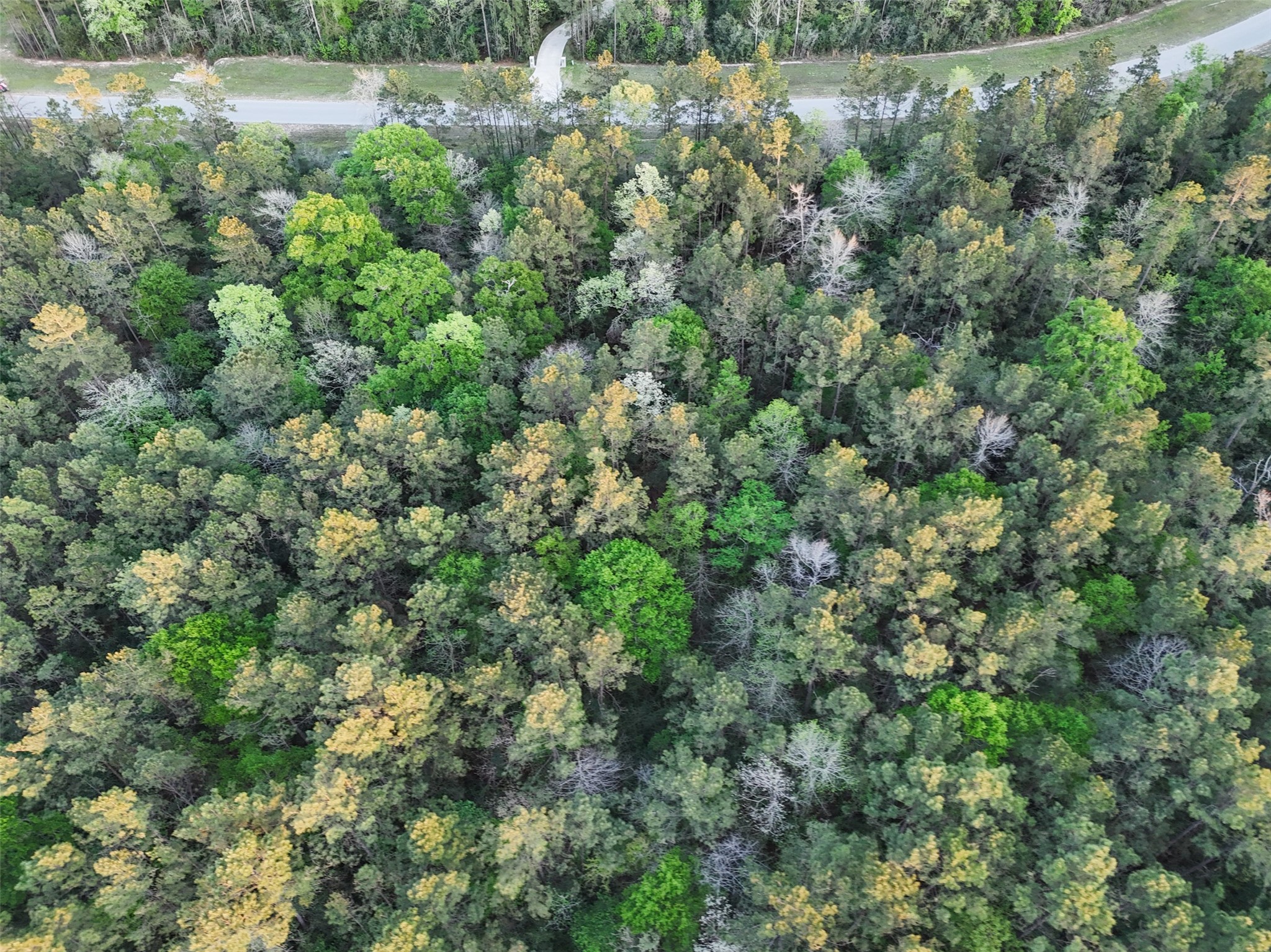 15537 Red Hawk Road Willis, TX 77378 - Photo 5 of 31 an aerial view of residential houses with outdoor space and trees