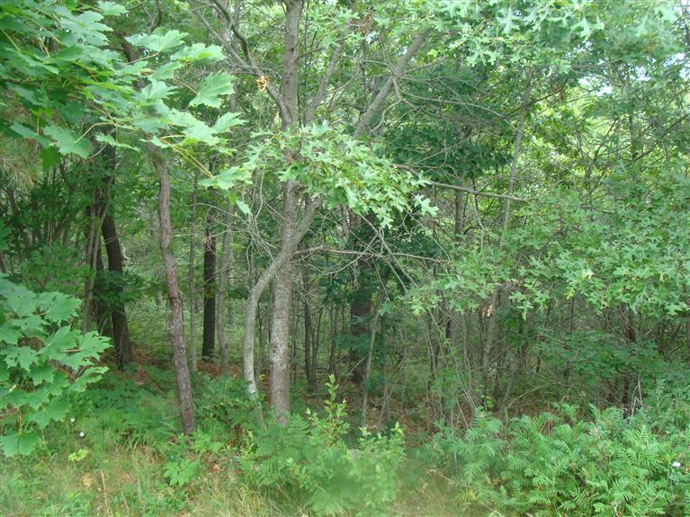 6 Hobbler Road Bourne, MA 02532 - Photo 9 of 21 a view of a lush green forest