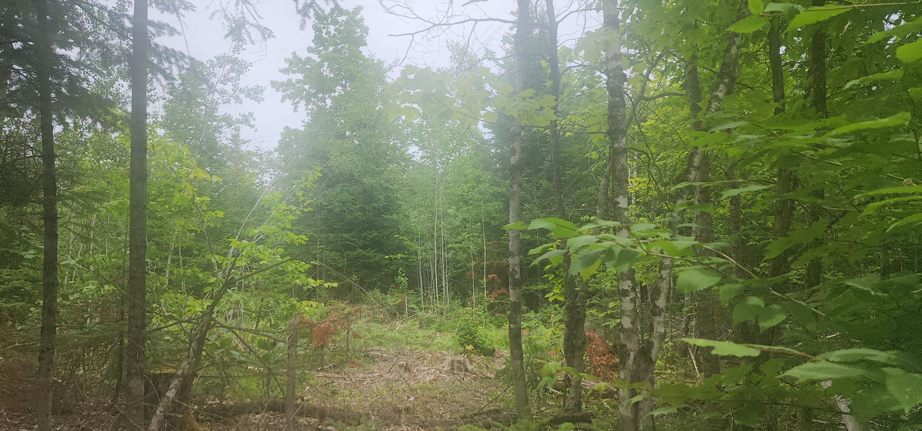 Lot F Cow Team Road Crystal, ME 04747 - Photo 8 of 10 20240709_133421
