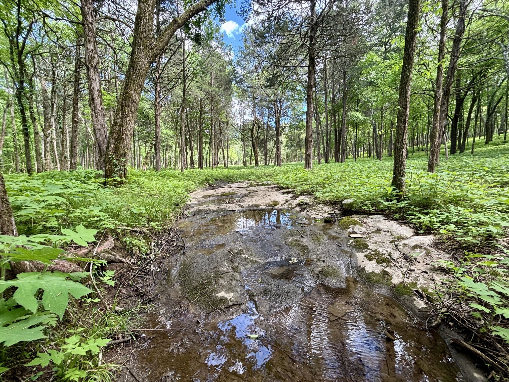8598 Taliaferro Road Eagleville, TN 37060 - Photo 13 of 60