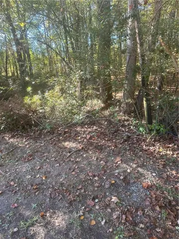 a close up of a tree