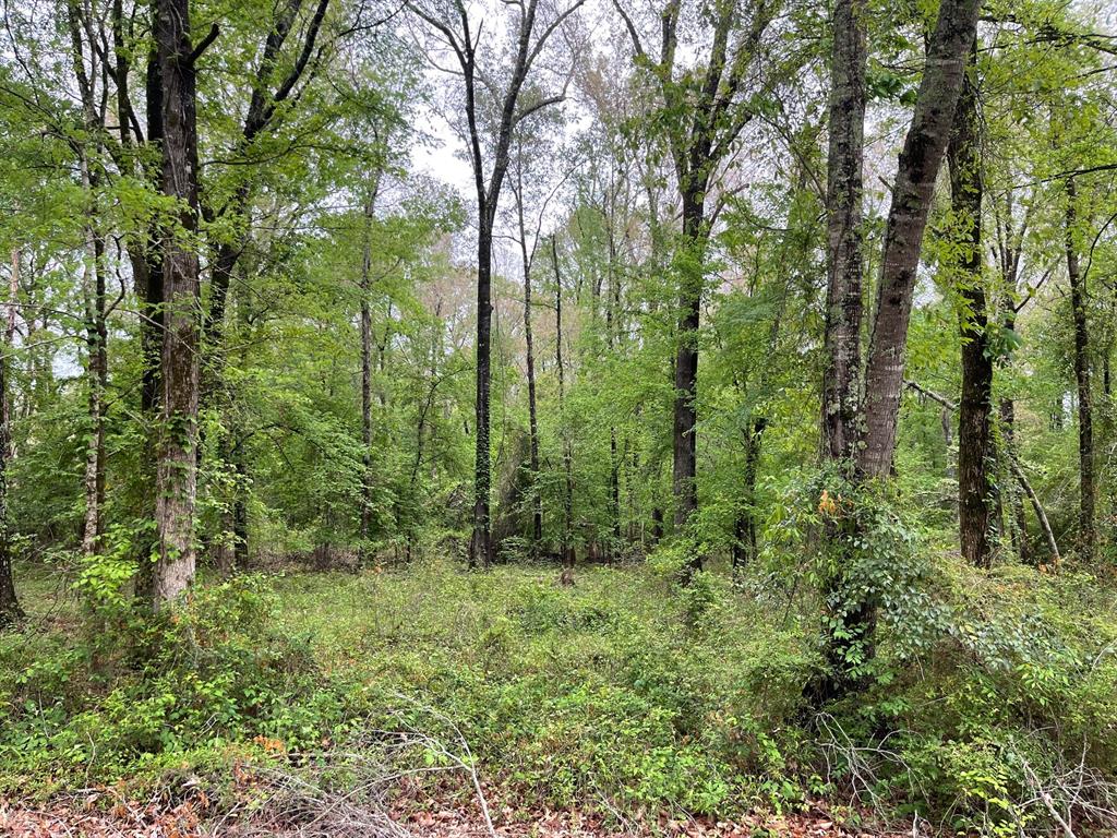 0 Shane Lane, Unit LOT 42 Keithville, LA 71047 - Photo 2 of 4 a view of a forest