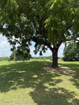 a view of a trees in a yard