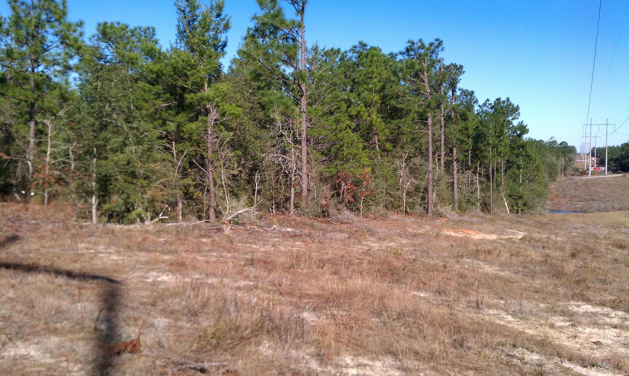 3.2-ac Mt Olive Road Crestview, FL 32539 - Photo 8 of 11 Mt olive property 5