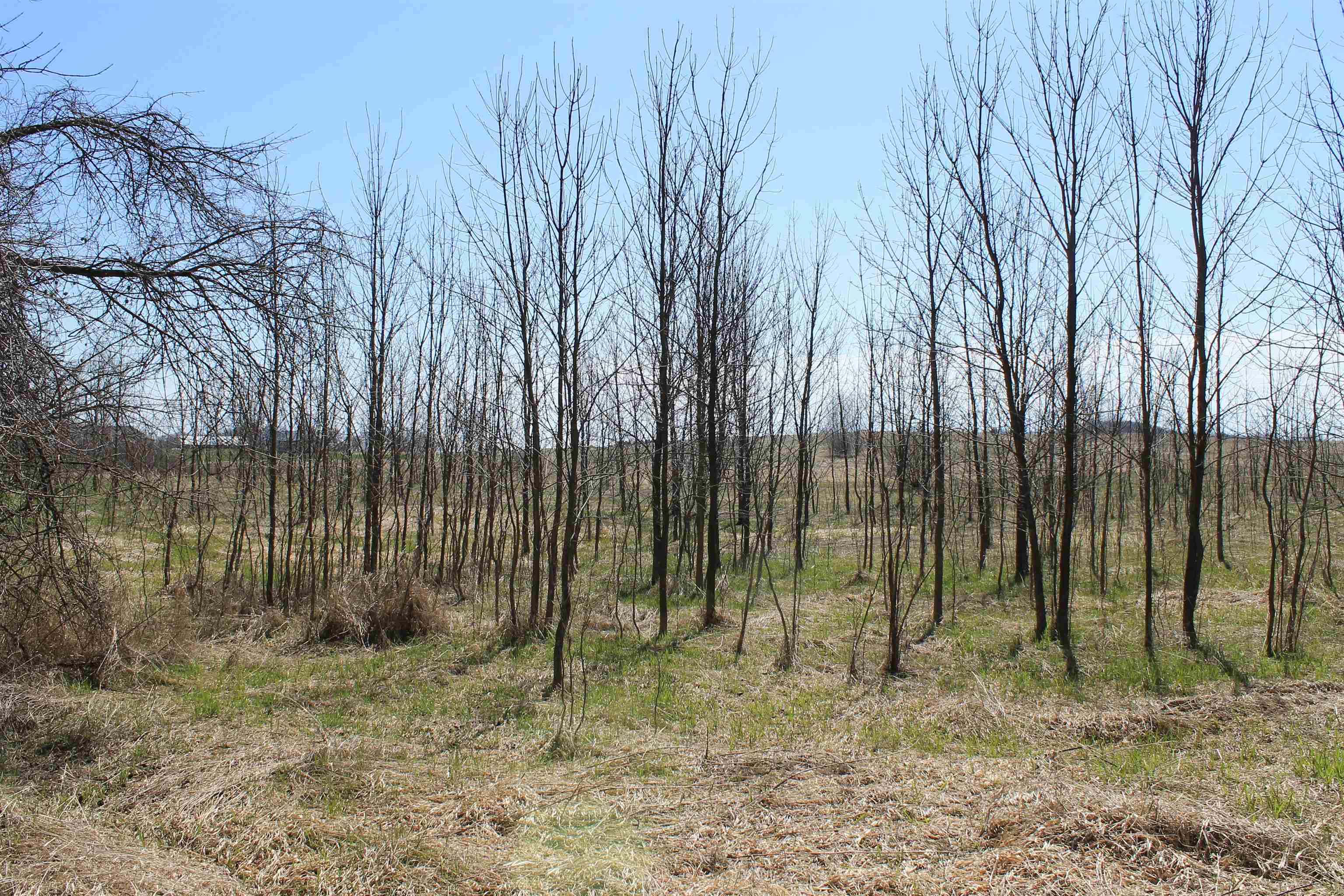 Madson Road Whitelaw, WI 54247 - Photo 25 of 35