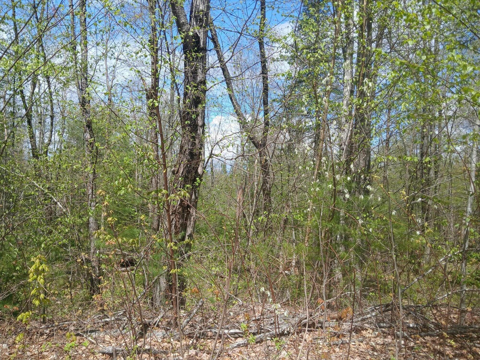 41 Federal Road Fryeburg, ME 04037 - Photo 5 of 12 Lot 41 view from Federal Rd.
