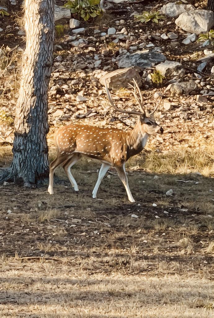 196 Rock Bottom Road Hunt, TX 78024 - Photo 41 of 44