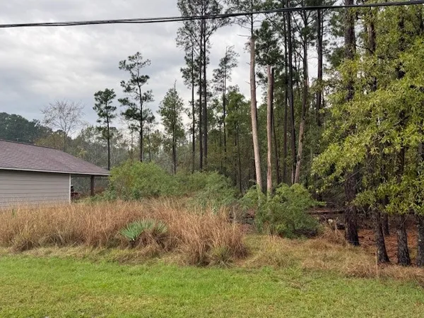 a view of a park with large trees
